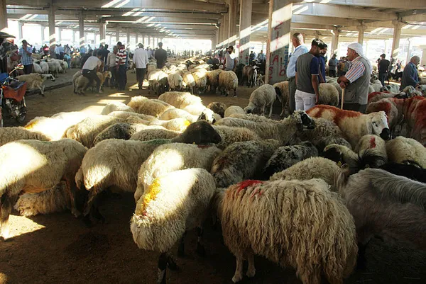 Kurban Bayramı’na sayılı günler kaldı! 2023 kurbanlık fiyatı ne kadar? İşte ortaya çıkan rakamlar