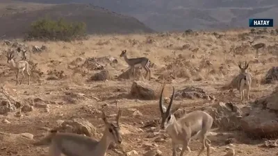 Hatay’ın nazar boncuğu: Dağ Ceylanları