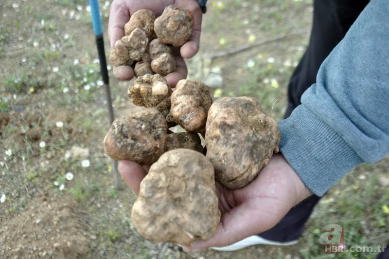 Karaman’da vatandaşlar kilosu 200 lirayı bulan domalan mantarını karış karış arıyor! 10