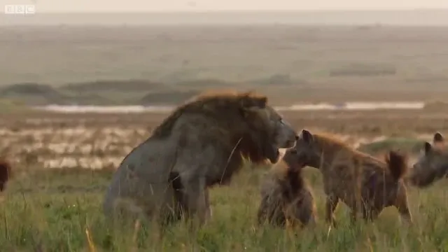 Sırtlanların arasında tek başına kalan aslanın mucize kurtuluşu! Son anda öyle şeyler oldu ki... 