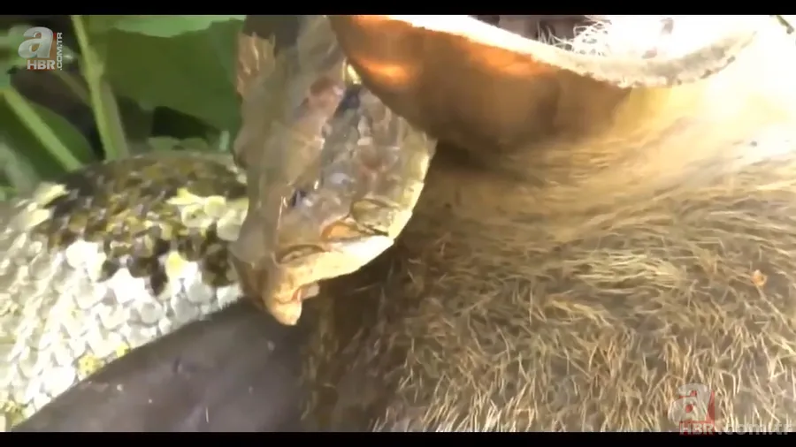 Anakonda yılanı ineği tek lokmada yuttu! O anlar böyle görüntülendi 22