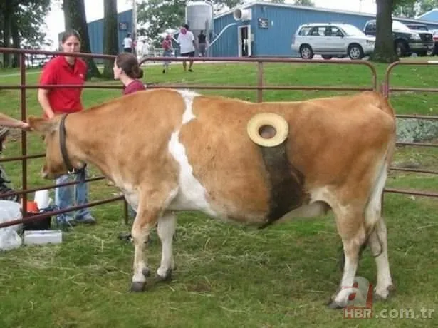 Vahşet! Süt için ineklere yaptıklarına bakın...