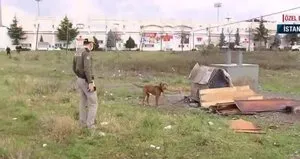 Pitbull cinsi köpek ölüme terk edildi