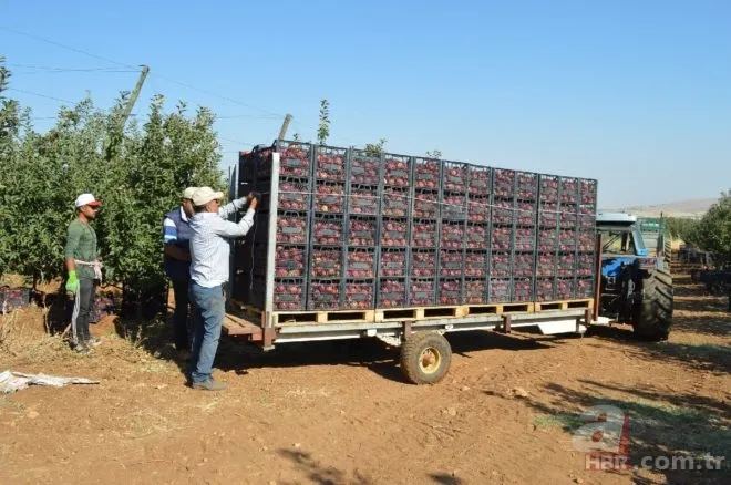 Bahçede görüp etkilendi kariyerini bıraktı! Şimdi hayatı değişti! 10 yılda... 4