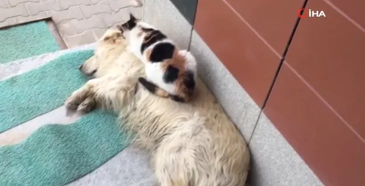 Görenler şaştı kaldı! Kedi ile köpeğin kıskandıran dostluğu! Böyle masaj yaptı