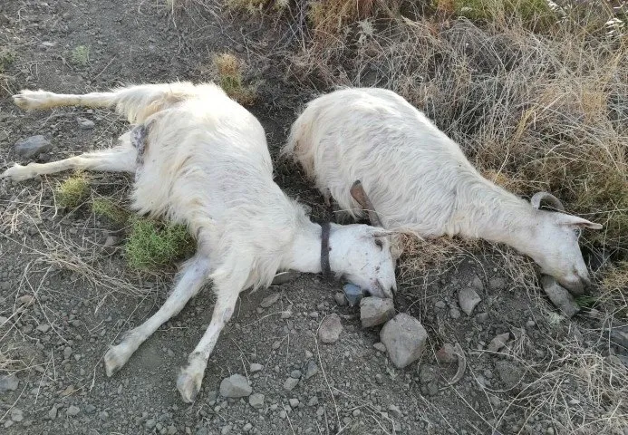 İzmir’de vahşet! Arazisine giren keçileri otomatik tüfekle telef etti