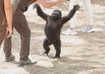 Yavru goril Zeytin anavatanına gönderiliyor