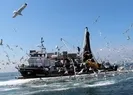 Flaş hamsi avı yasağı açıklaması