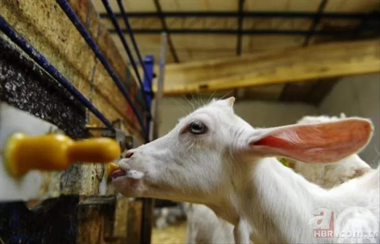 En faydalı süt türü belli oldu! Hem kemikleri koruyor hem de şişirmiyor 3