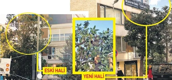 CHP'li belediyeden asırlık ağaca tabela operasyonu! Yine çevre katliamı yaptılar