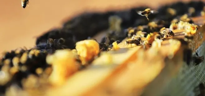 60 bin arı çalındı! ABD’de kovan hırsızlıkları giderek yaygınlaşıyor