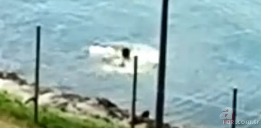 Gören şoke oldu! O ilimizde görüntülendi 15