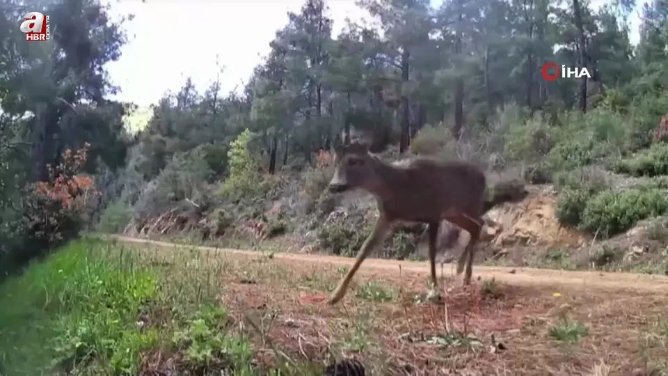 Ganos Dağları’ndaki iki karaca fotokapanda