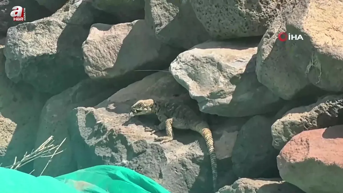 Kafkas keleri Ağrı Dağı eteklerinde beslenirken görüntülendi