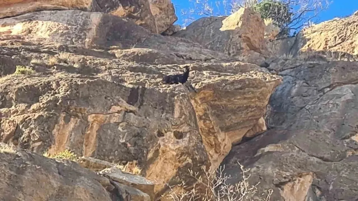 Siirt'te uçurumda mahsur kalan keçiler kurtarıldı