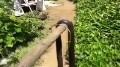 Çay bahçesinde 2 metrelik yılan...