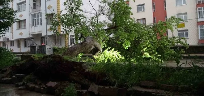 Yozgat’ta şiddetli rüzgar kayısı ağacını devirdi