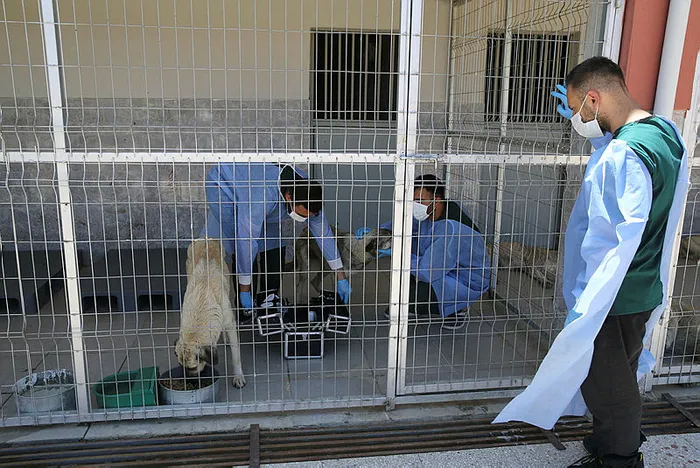 Köpek lobisinden mahalle muhtarına planlı saldırı! Kuduz vakasını önlediği için yapmadığını bırakmadılar - 7
