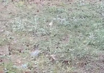 Çankırı'da yaban hayatı kamerada