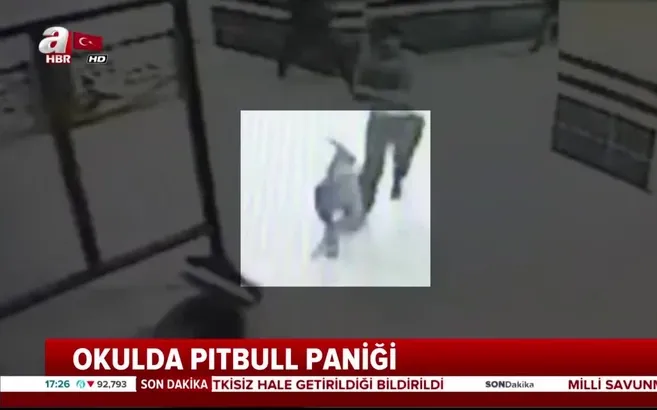 Kocaeli'nde okulda pitbull dehşeti!