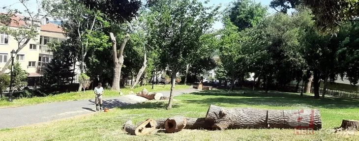Emirgan Korusu’nda ağaç katliamı! CHP’li İBB belirlediği 54 ağacı kesti