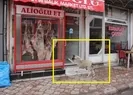 Aç kalan köpek bakın karnını doyurmak için ne yaptı