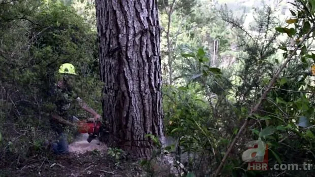 Yol yapımı sırasında bulundu! Milyonlarca yıllık… 16