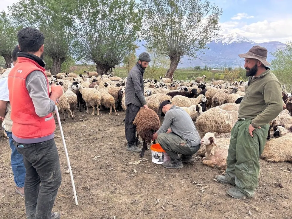 Bakanlık destek verdi! Afgan çobanlar Erzincan’da göreve başladı - 3
