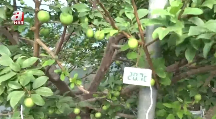 1771746781613.jpeg Bir kilosu çeyrek altın değerinde! Toros Dağları'ndan seraya yolculuk - 2