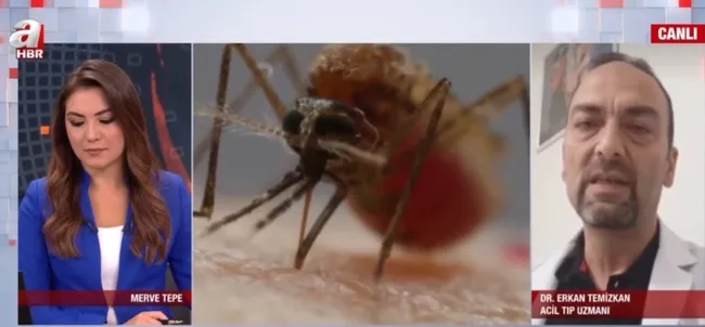 İstanbul’da sivrisinekler hastanelik ediyor! Hangi hastalıkları yayıyor?