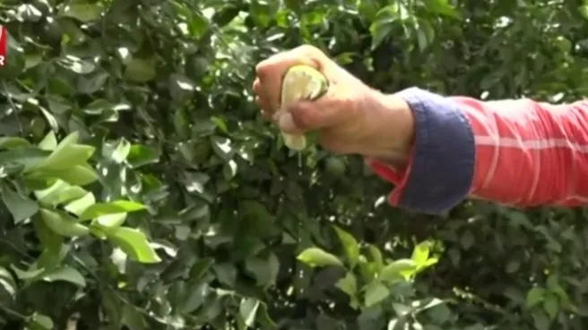 Adana’da erkenci limon hasadı başladı!