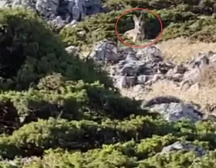 Yaban hayatı belgesellerini aratmayan görüntüler Türkiye’den! Vatandaş heyecanla cep telefonuna sarıldı...