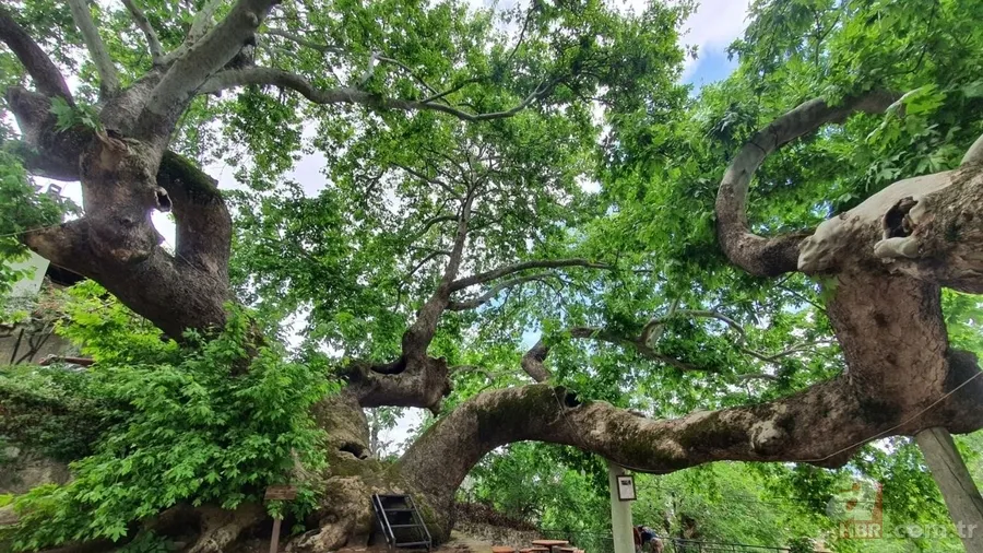 Türkiye'nin en eski ağacı: Tam 2000 Yıllık! Vatandaşlar akın ediyor 1