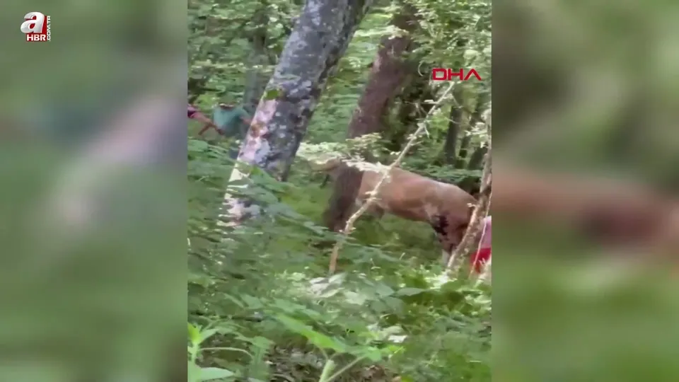 Kaçan kurbanlık boğa ormanda yakalandı