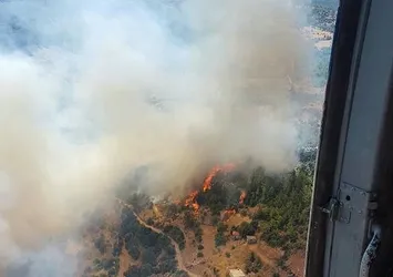 Muğla'da orman yangını!