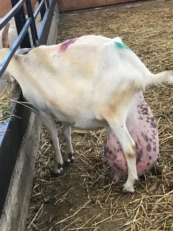 Keçi bir günde ağırlığının yarısı kadar süt verdi! Çiftlik sahibi gözlerine inanamadı