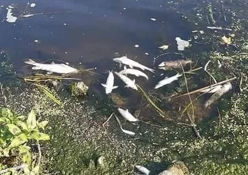 Simav Çayı balıklara mezar oldu! Suyun rengi siyaha döndü