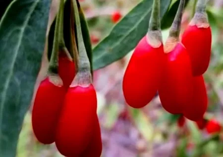 Yurt dışında gördü, Türkiye’de yetiştirmeye başladı! 1 dönümden 35 bin TL kazanç