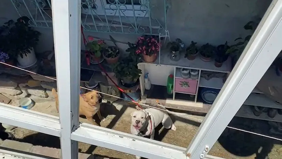 Pitbull dehşeti! Genç kızı az kalsın parçalayacaklardı