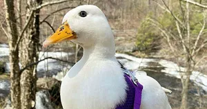 Fenomen ördeğin aylık kazancı dudak uçuklattı!