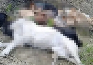 CHP'li Bilecik Belediyesi’ndeki köpek katliamıyla ilgili şok gelişme! Skandal gerçek ortaya çıktı