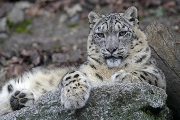 uc-kar-leopari-koronavirusten-oldu-hayvanlardan-koronavirus-gecer-mi-abddeki-hayvanat-bahcesinden-resmi-aciklama-1636902817294.jpg Üç kar leoparı koronavirüsten öldü! Hayvanlardan koronavirüs geçer mi? ABD'deki hayvanat bahçesinden resmi açıklama - 3