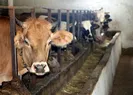 Kurban etinden koronavirüs bulaşır mı?