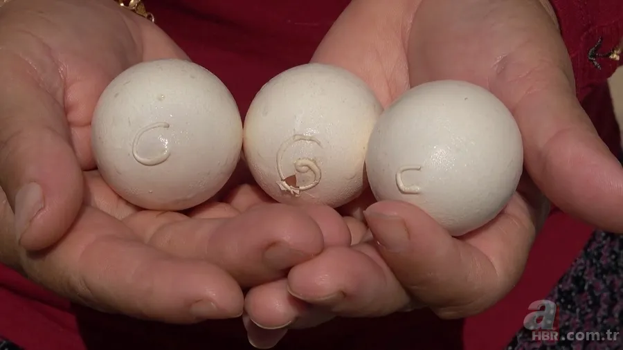 Tavuk kümesine girince gözlerine inanamadı 🥚 Günlük yumurtalarının üstünde adı ve soyadının baş harflerini gördü 🐔 2
