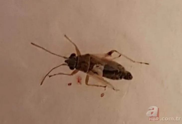 Bilim insanları sineklerin beynini hackleyerek uzaktan kontrol edebilecekleri teknoloji geliştirdi