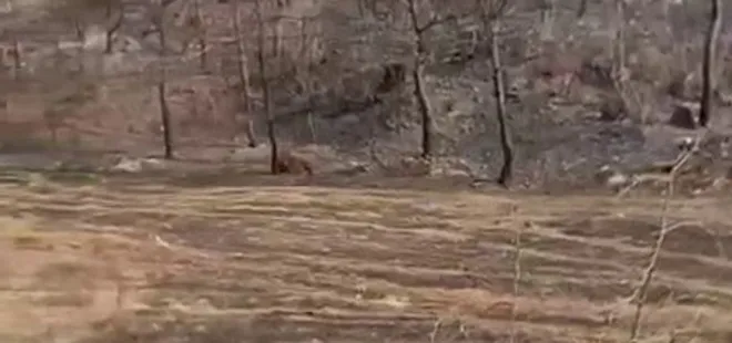 Sakarya'daki yanan ormanda ceset bulundu! 9 gündür kayıpmış