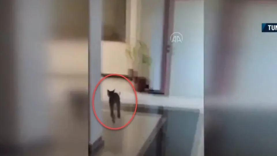 Ormanın hayaleti sürücü kursunda
