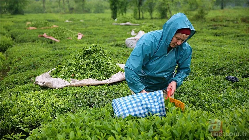 CANLI KURA | ÇAYKUR işçi alımı NİHAİ İSİM LİSTESİ yayımlandı mı? ÇAYKUR 1500 işçi alımı kura çekimi ne zaman? 6