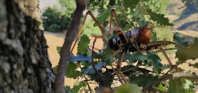 Batman’da görülen dev çekirgeler ürküttü