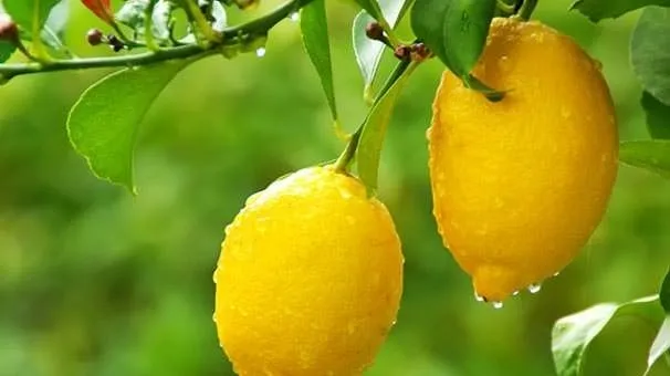Limon böbrek taşını önlüyor